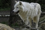 Pictures of healthy Arctic wolves