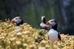 arctic puffin pictures