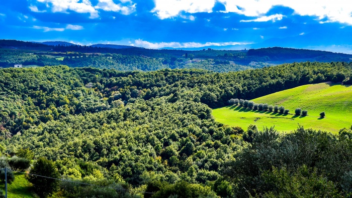 高清橄榄树图片桌面壁纸