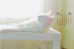 2021年9月可爱动物猫咪桌面日历壁纸