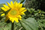 yellow sunflower pictures