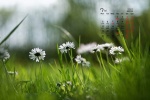 Fresh and elegant flowers desktop calendar wallpaper for July 2021