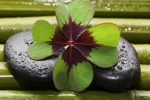 green four leaf clover pictures