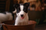 border collie pictures