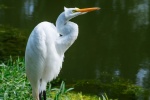 egret pictures birds egret pictures
