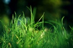 HD green grass natural scenery wallpaper