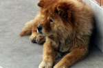 Chow Chow Pictures Chow Chow Pictures