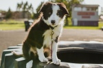 border collie pictures