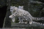 Fierce snow leopard pictures