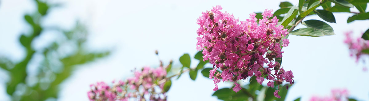 Lagerstroemia flower desktop wallpaper