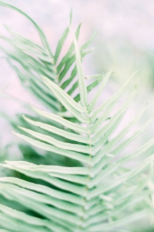 小清新綠植手機壁紙