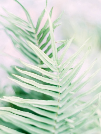 小清新綠植手機壁紙