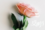 38女神节之玫瑰花图片桌面壁纸