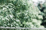 2021年6月小清新护眼桌面日历壁纸