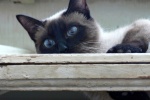 Siamese cat pictures