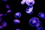 HD jellyfish pictures computer desktop wallpaper
