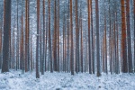 Winter forest snow scenery beautiful pictures desktop wallpaper