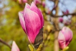 HD magnolia flower pictures desktop wallpaper