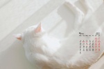 May 2021 Cute Cat Desktop Calendar Wallpaper