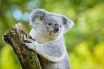 Cute koala pictures