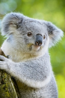 可愛的樹袋熊圖片