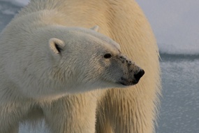 HD polar bear pictures desktop wallpaper