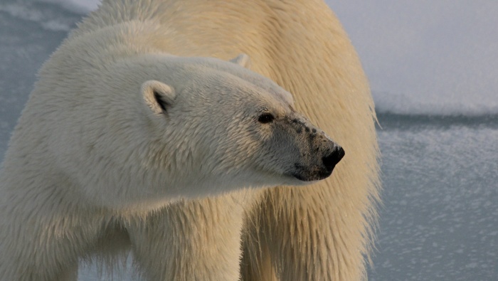 HD polar bear pictures desktop wallpaper