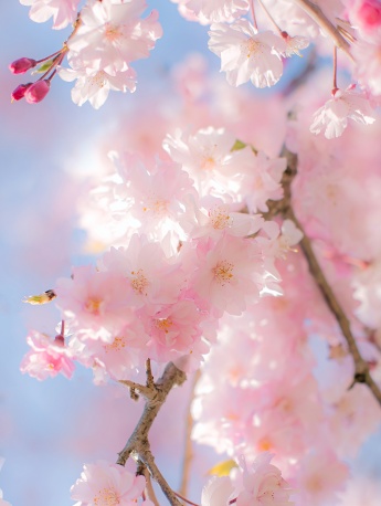 春暖花开清新花朵图片手机壁纸