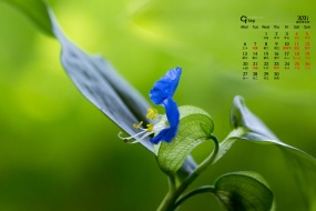 September 2021 green eye protection computer calendar wallpaper