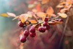 HD Rose Hip Picture Desktop Wallpaper