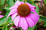 HD echinacea pictures desktop wallpaper