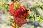 Red Melaleuca picture desktop wallpaper