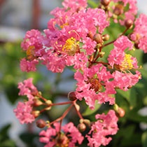 Lagerstroemia flower desktop wallpaper