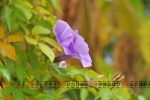 July 2021 Morning Glory Desktop Calendar Wallpaper