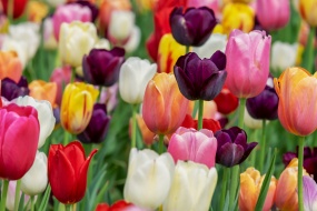 Colorful tulips pictures desktop wallpaper