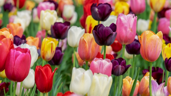 Colorful tulips pictures desktop wallpaper
