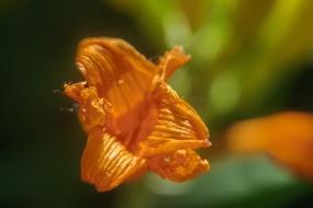 美麗黃花菜圖片桌麵壁紙