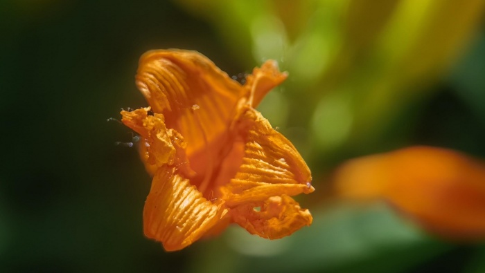 美麗黃花菜圖片桌麵壁紙