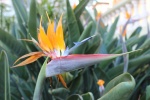 HD Strelitzia reginae pictures