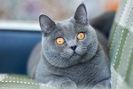 British shorthair cat HD wallpaper