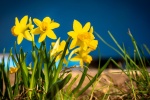 HD Narcissus Pictures Desktop Wallpaper