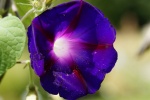 Purple morning glory pictures desktop wallpaper