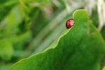 Bright ladybug pictures