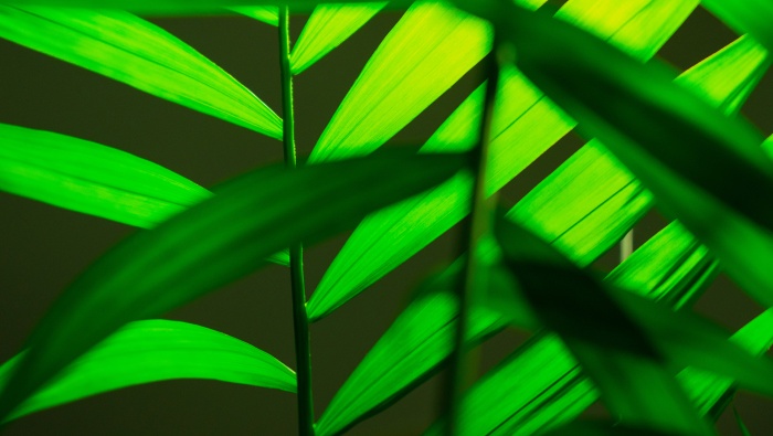 April 2022 eye-protecting green leaves computer calendar wallpaper