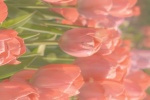 pink tulips pictures