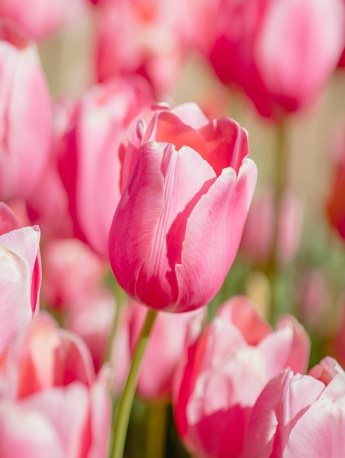 鬱金香清新高清手機壁紙