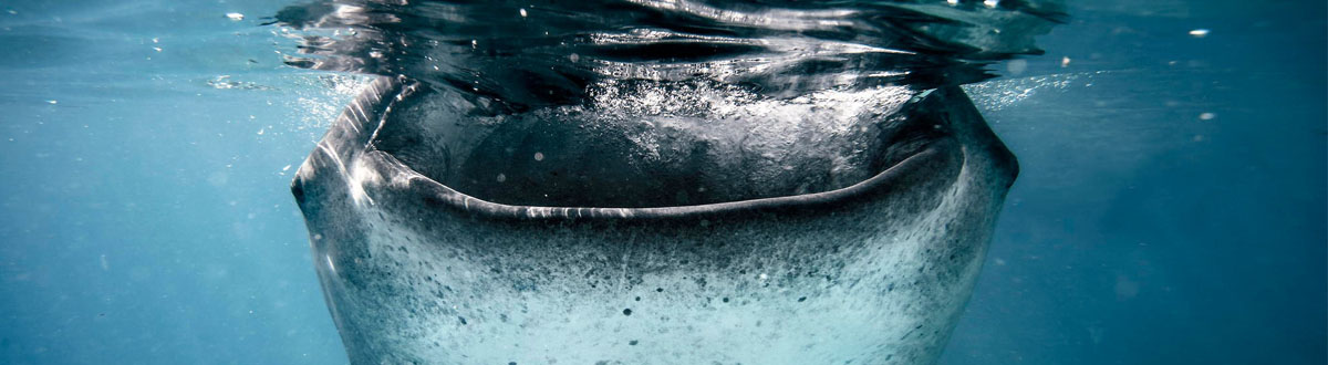 Animal desktop wallpaper