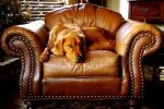Golden Retriever Pictures