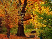 秋天的景色（五）