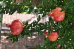 Pomegranate on the pomegranate tree picture desktop wallpaper
